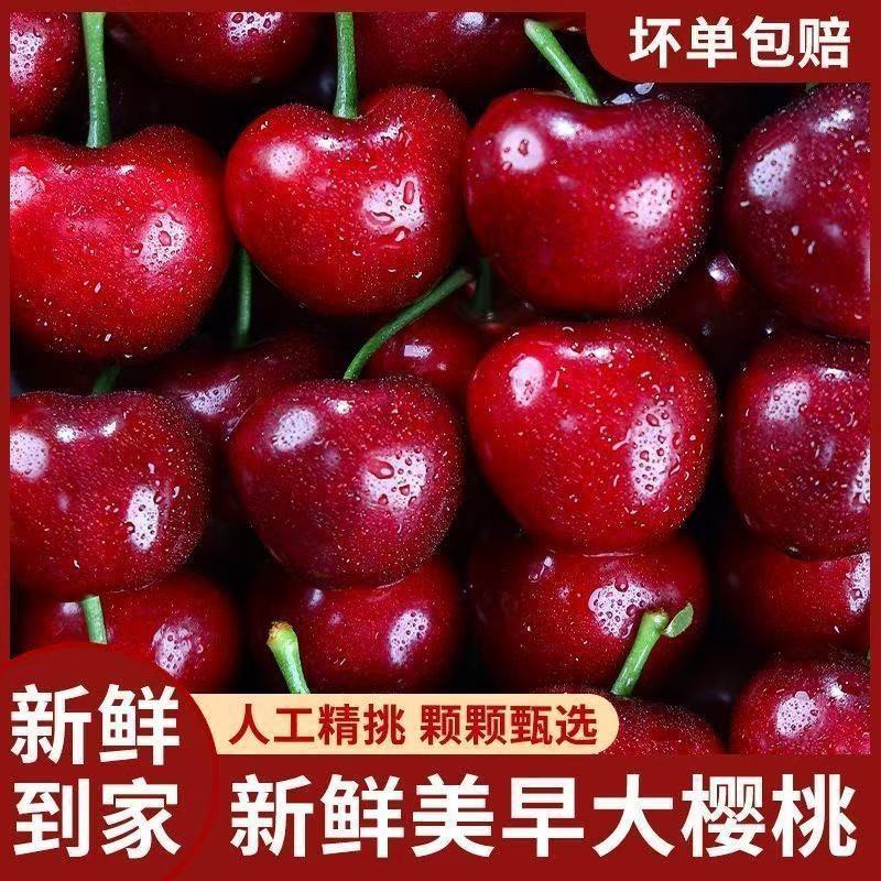 【推荐】美早樱桃大量上市中现摘现发对接商超团购供应链