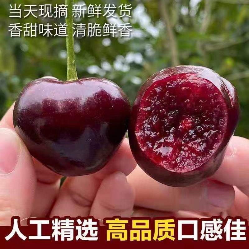 【推荐】美早樱桃大量上市中现摘现发对接商超团购供应链