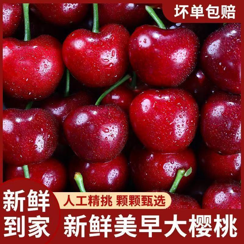 【推荐】美早樱桃大量上市中现摘现发对接商超团购供应链