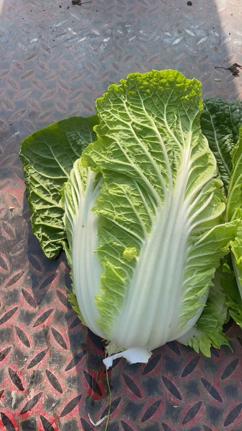 大白菜，无虫孔无斑点，产地直销量大从优