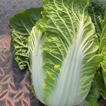 大白菜，无虫孔无斑点，产地直销量大从优