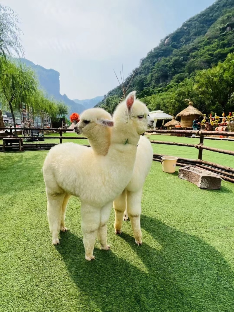 羊驼，草泥马，神兽羊驼驼，羊驼宝宝，景区羊驼矮马