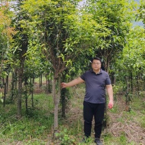 桂花树金桂包心桂十一年桂花树