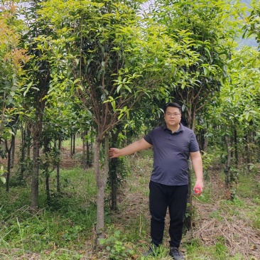桂花树金桂包心桂十一年桂花树
