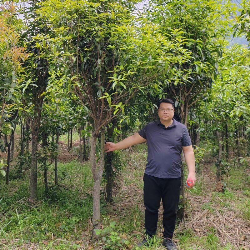 桂花树金桂包心桂十一年桂花树