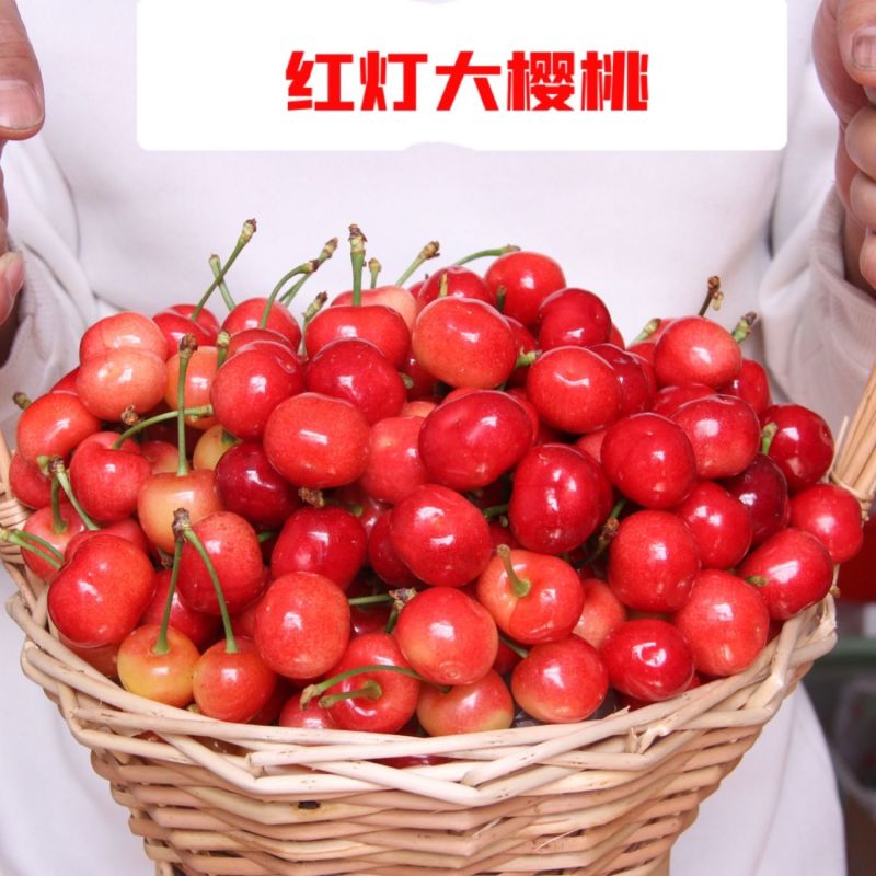《精选》山东红灯樱桃量大从优对接商超团购供应链一条龙服务