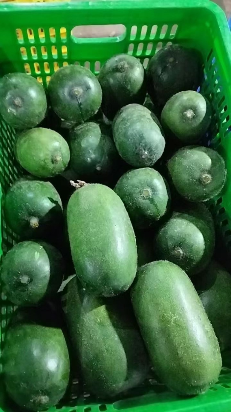 《实力商家》广西毛节瓜大量上市电商市场大量供应