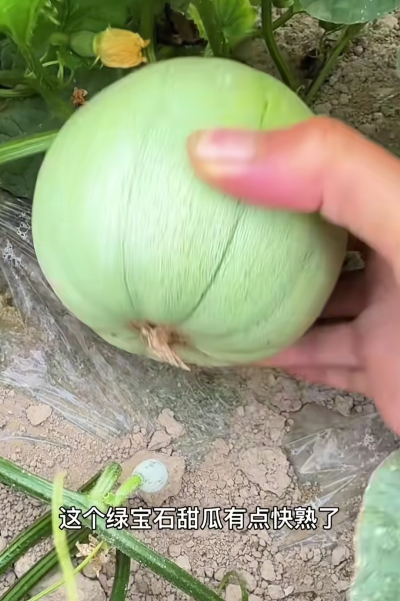 嫁接绿宝甜瓜苗，实力苗场直发保真，郝有财
