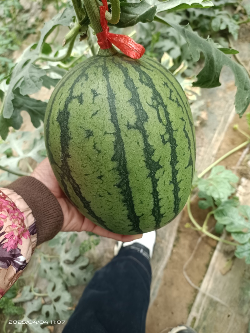 小吊瓜，小糖丸。皮薄汁多很甜。大量现货供应，批发零售都可