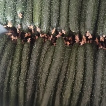 黄瓜大量有货，一手货源，可以视频看货，量大优惠，欢迎合作