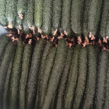 黄瓜大量有货，一手货源，可以视频看货，量大优惠，欢迎合作