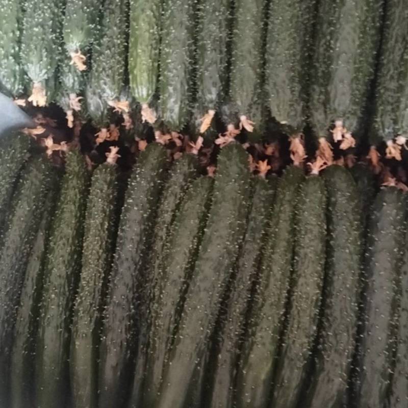 黄瓜大量有货，一手货源，可以视频看货，量大优惠，欢迎合作