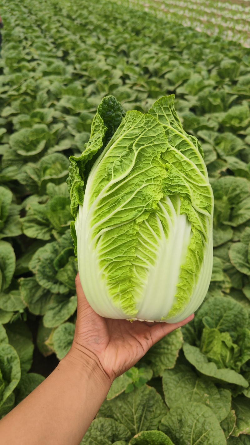 矮颗黄心大白菜净菜3-6斤，货源充足！！