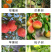 清园清棚微生物菌剂修复伤口杀菌抑病大棚果园专用肥