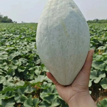 贵族南瓜湛江市徐闻产区