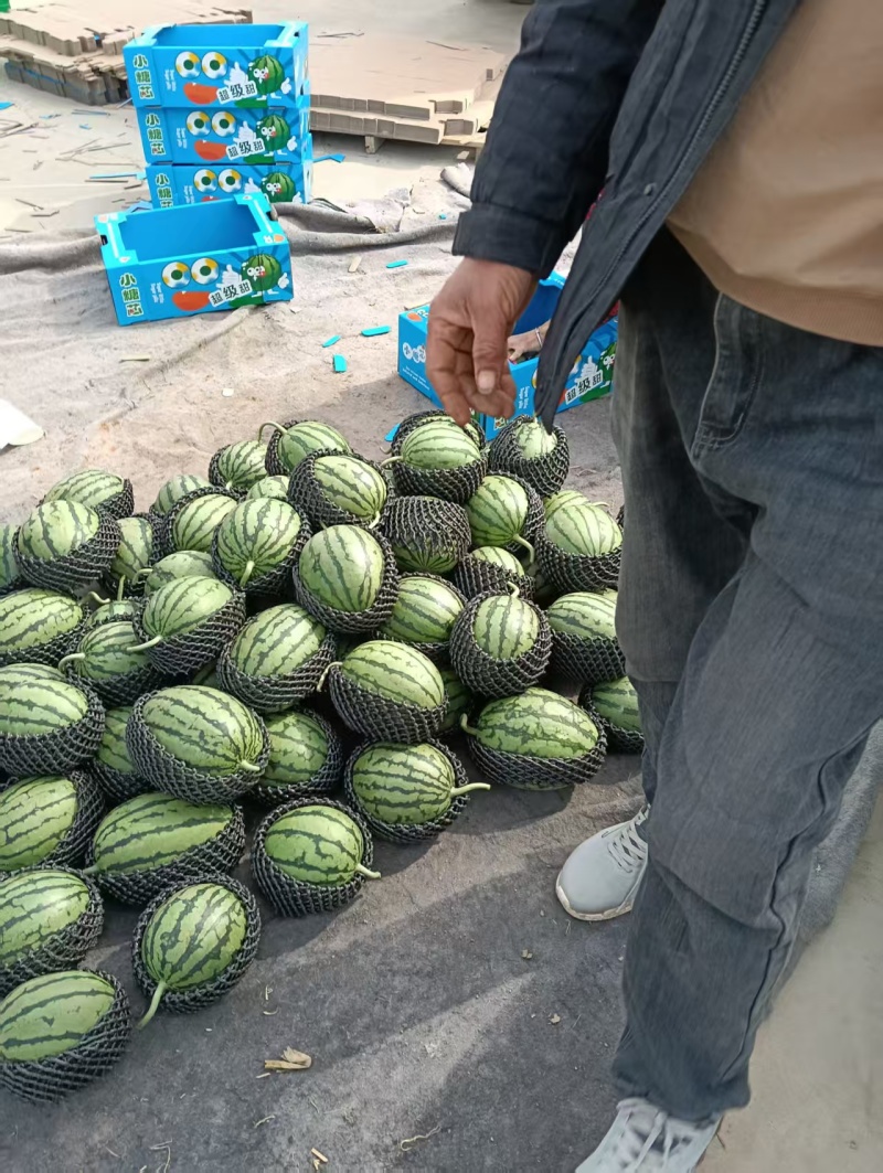 早春红玉手剥小西瓜小糖丸瓜2K小吊瓜产地现货皮薄脆甜