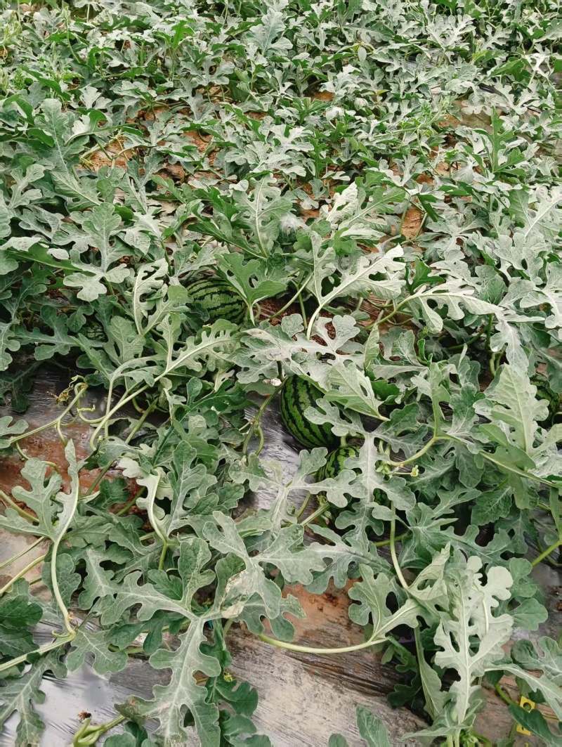 早春红玉手剥小西瓜小糖丸瓜2K小吊瓜产地现货皮薄脆甜
