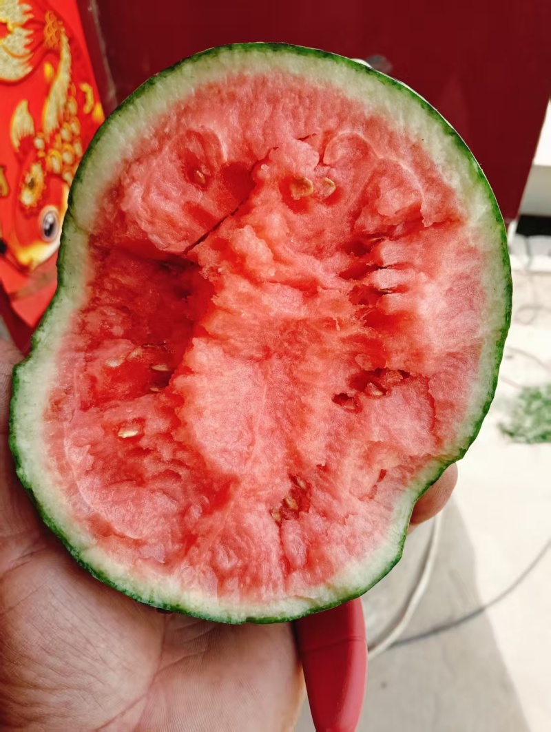 小糖丸西瓜早春红玉，全美2K小吊瓜，产地现货，量大价优