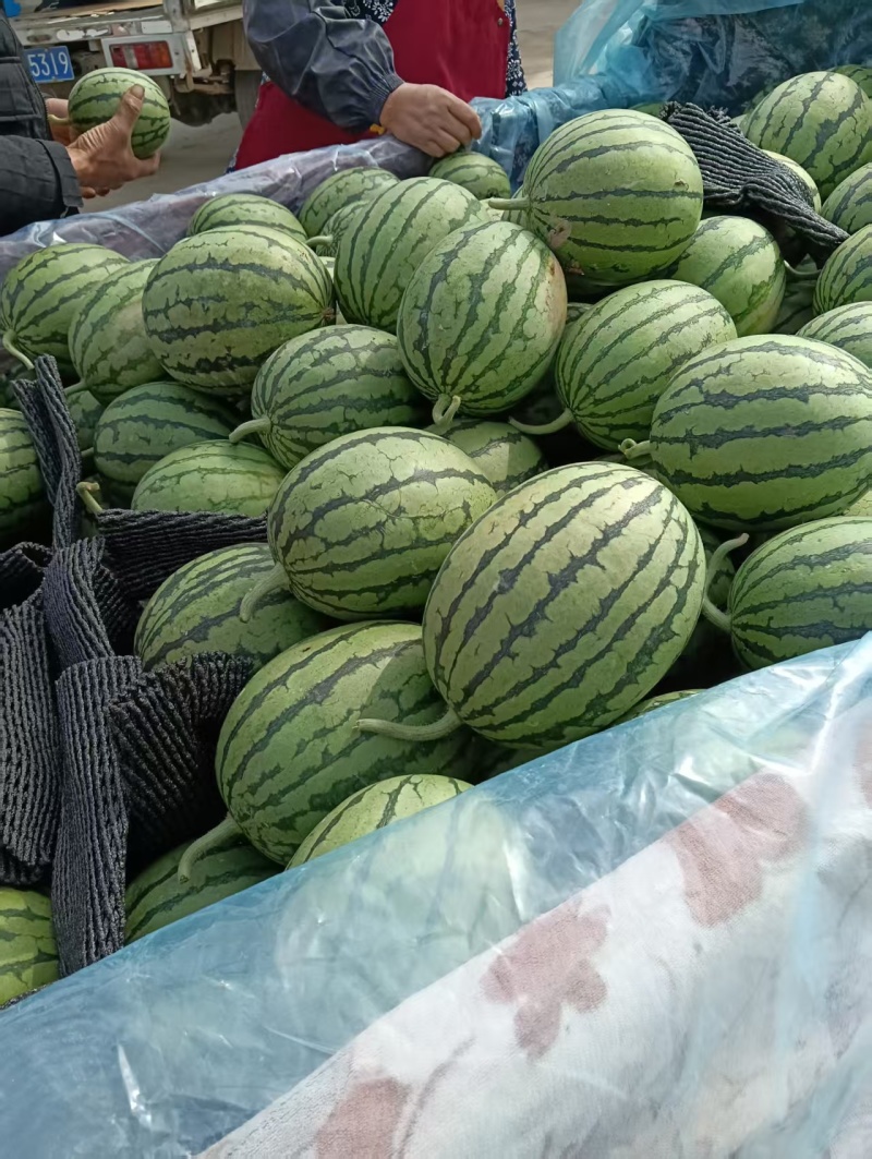 小糖丸西瓜早春红玉，全美2K小吊瓜，产地现货，量大价优