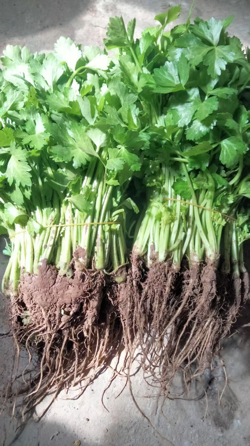 优质法国皇后芹菜苗现拔现发视频察看