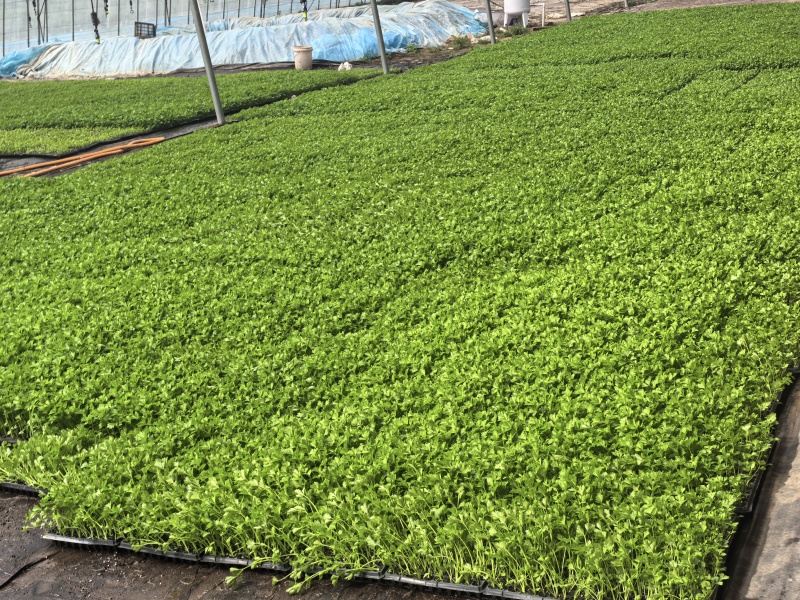 优质法国皇后芹菜苗现拔现发视频察看