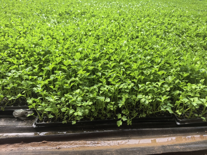 优质法国皇后芹菜苗现拔现发视频察看