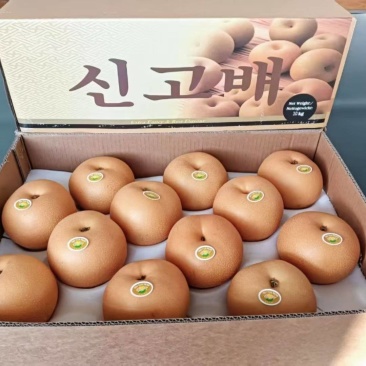河北深州秋月梨优质生产基地