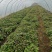 大量西瓜红红薯苗品质保证诚信经营量大质优