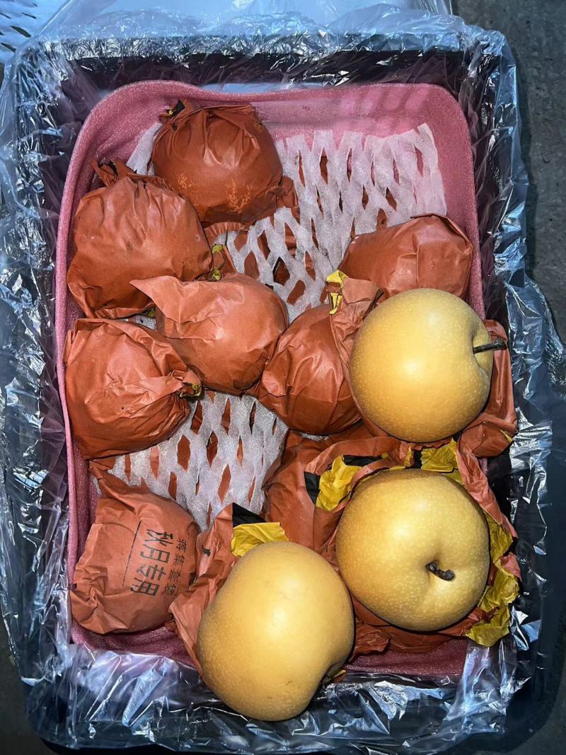 河北深州秋月梨优质生产基地