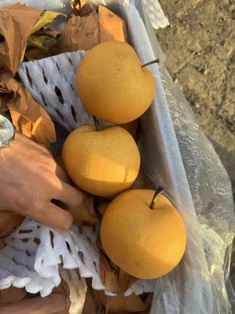 河北深州秋月梨优质生产基地