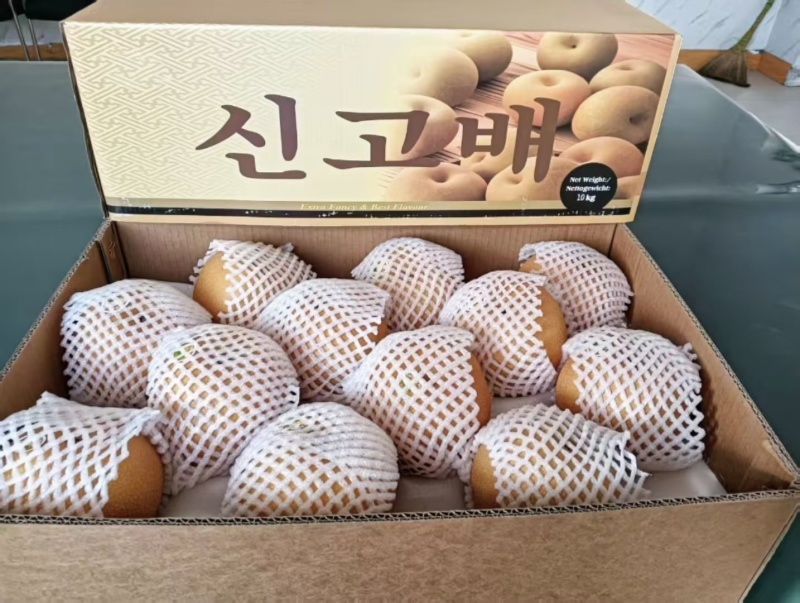 河北深州秋月梨优质生产基地
