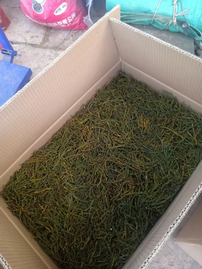 云南青冈树药螃蟹脚茶