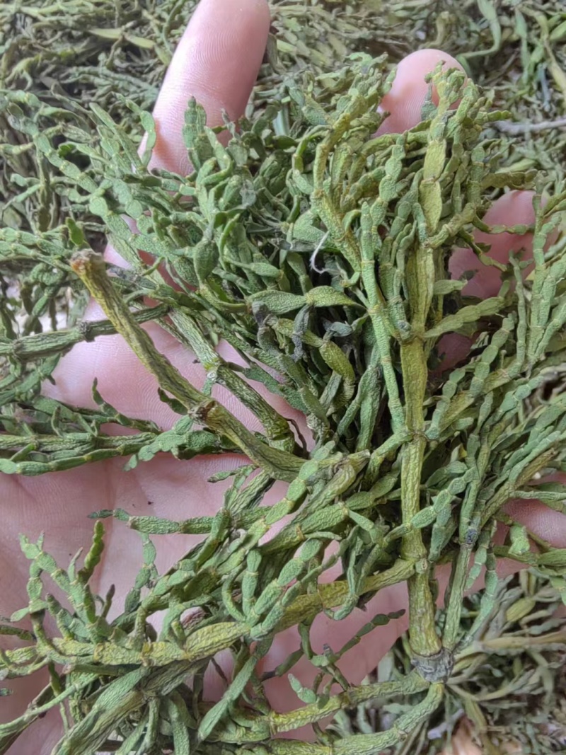 云南青冈树药螃蟹脚茶