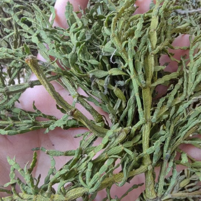 云南青冈树药螃蟹脚茶