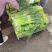 河南精品蒜苔大量上市了，支持视频看货，全国发货