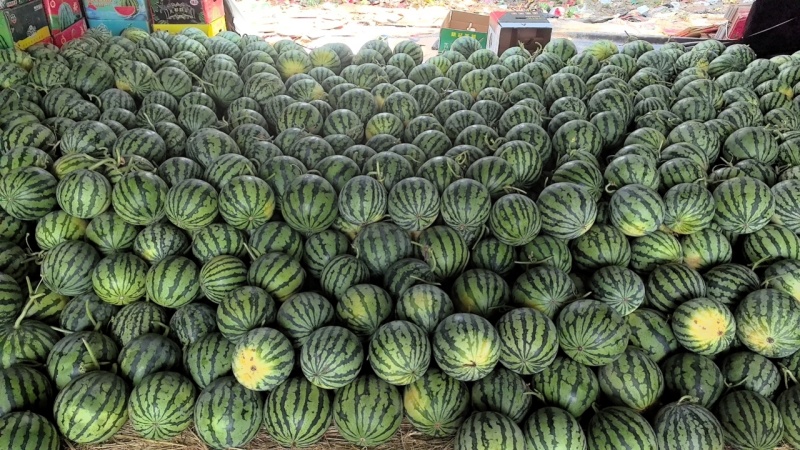 美都西瓜，无籽美都，麒麟瓜，河北产区，一手货源