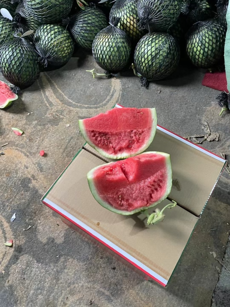 美都西瓜，无籽美都，麒麟瓜，河北产区，一手货源