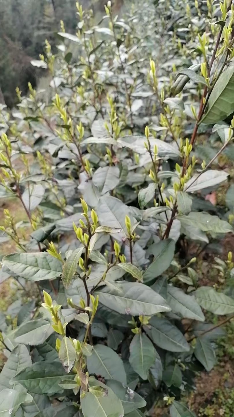 正宗高山纯手工毛尖茶叶
