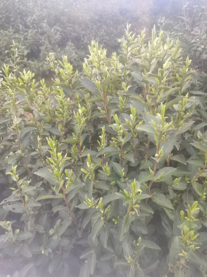 正宗高山纯手工毛尖茶叶