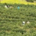 正宗高山纯手工毛尖茶叶