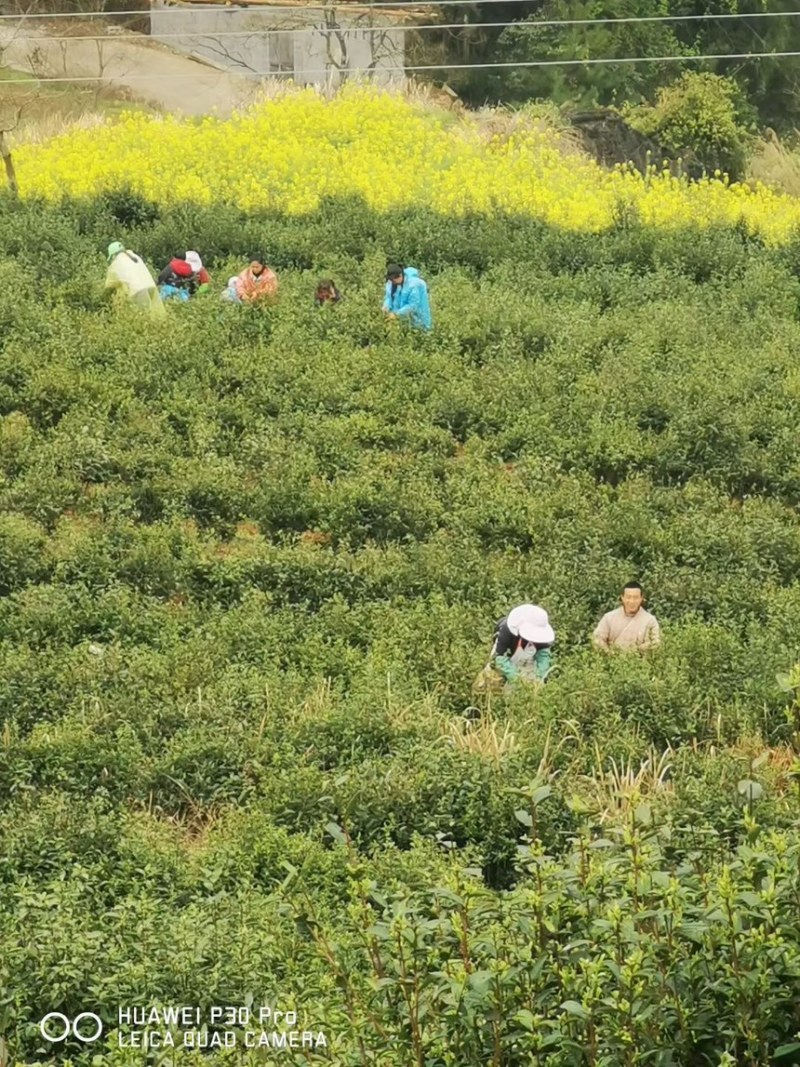 正宗高山纯手工毛尖茶叶