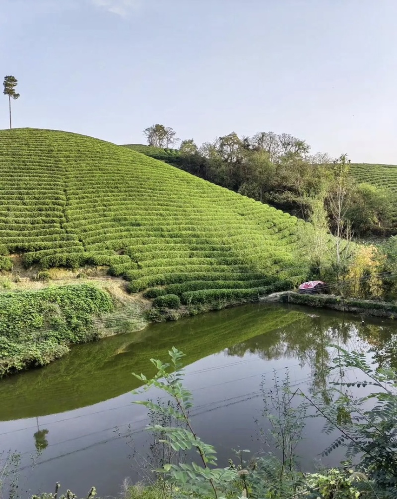 正宗高山纯手工毛尖茶叶