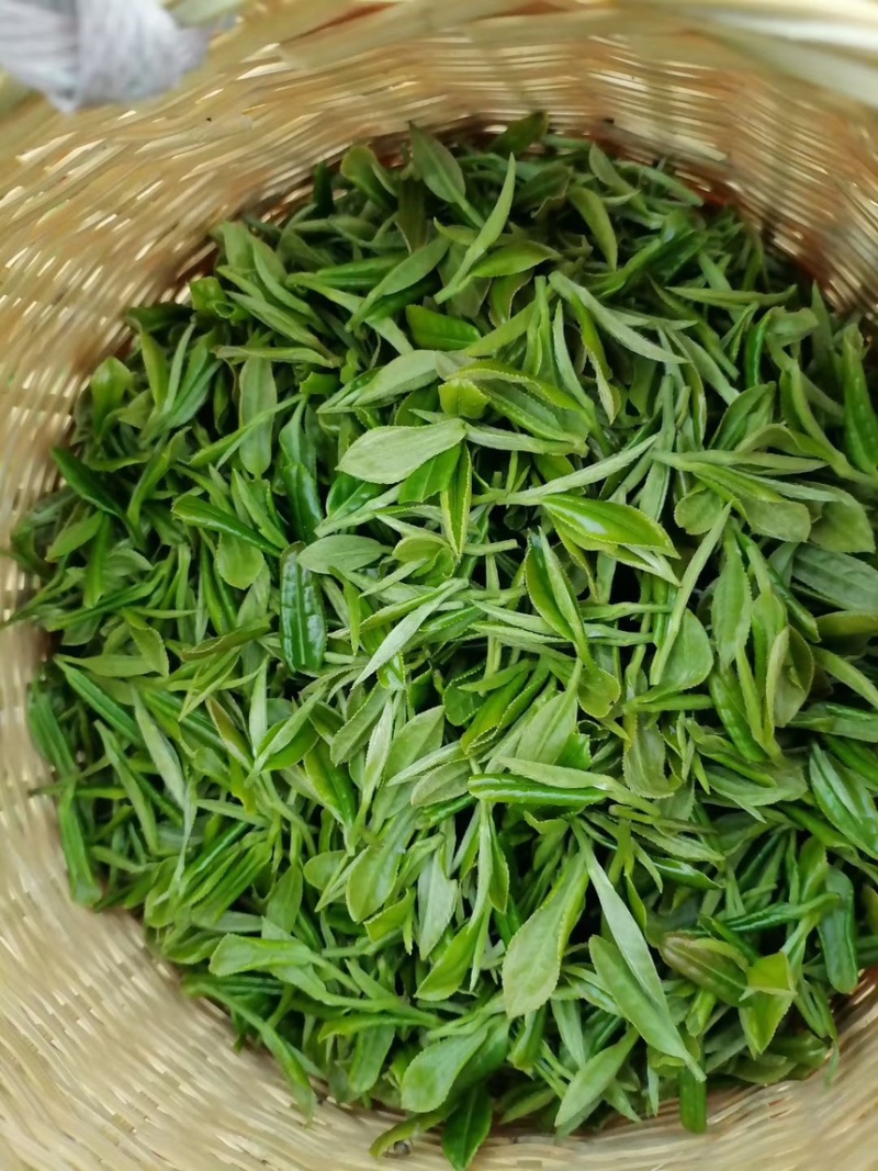 正宗高山纯手工毛尖茶叶
