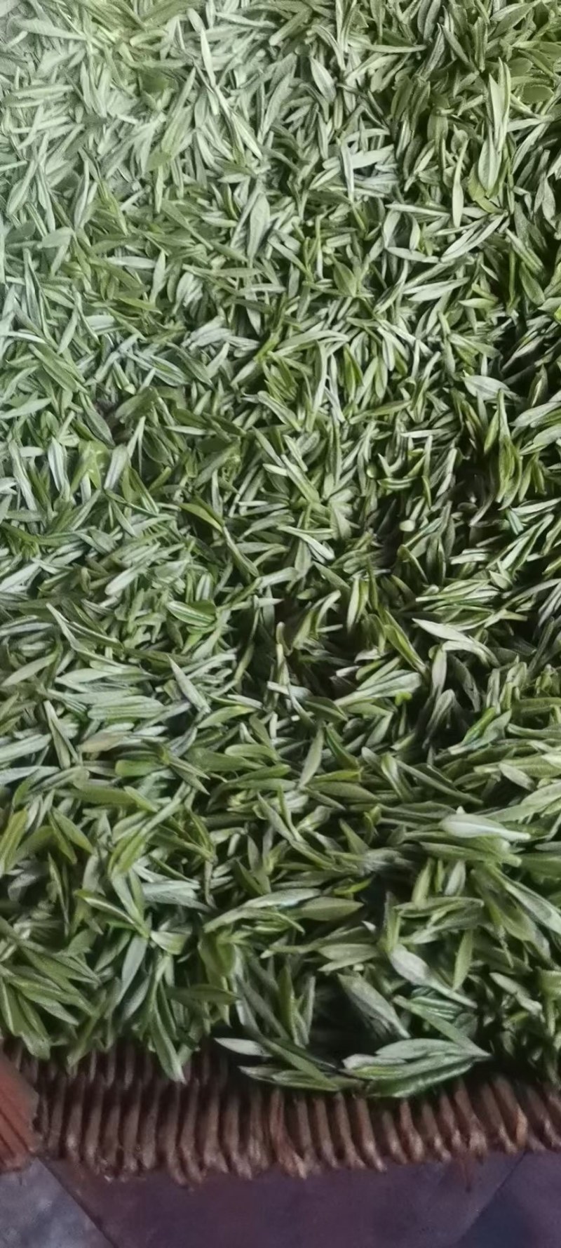 正宗高山纯手工毛尖茶叶