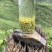 正宗高山纯手工毛尖茶叶