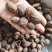 草果云南大草果香料祥泰药材栈中药材批发零售实物拍摄