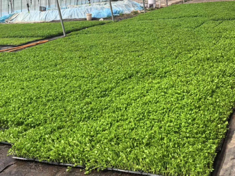 法国皇后优质芹菜苗品质保证服务周到产地直销