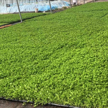 法国皇后优质芹菜苗品质保证服务周到产地直销