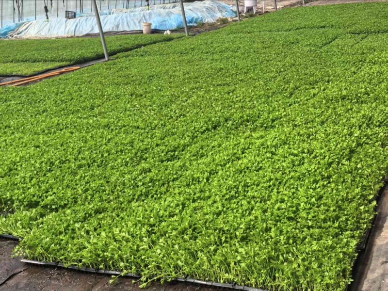 法国皇后优质芹菜苗品质保证服务周到产地直销