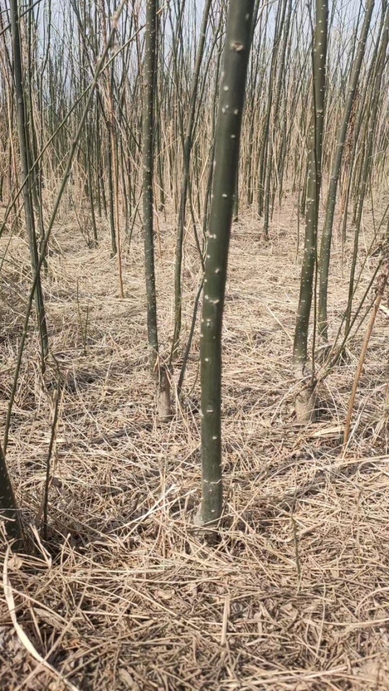 国槐，品质保证，货量充足，规格齐全，欢迎咨询